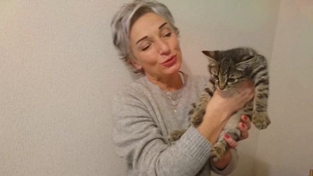 После смерти хозяйки коробка с тремя котятами оказалась на улице. Котятам нужны хозяева! смотреть онлайн