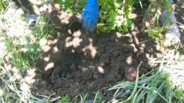 Картофель Беллароза, Николаев, 2018 год. смотреть онлайн