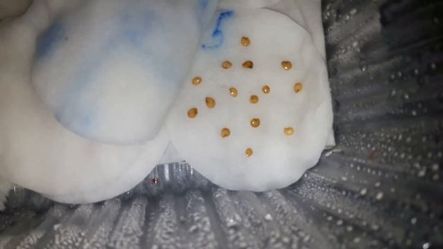 Рассада томатов на 4 день смотреть онлайн