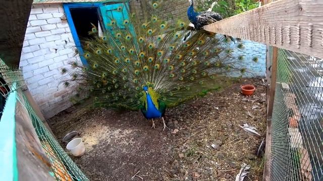 Все в заботах.Повторно сажаем.Счастливая семья из деревни. смотреть онлайн