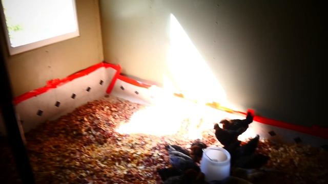 Курочки Виандот . Wyandotte chicken. смотреть онлайн