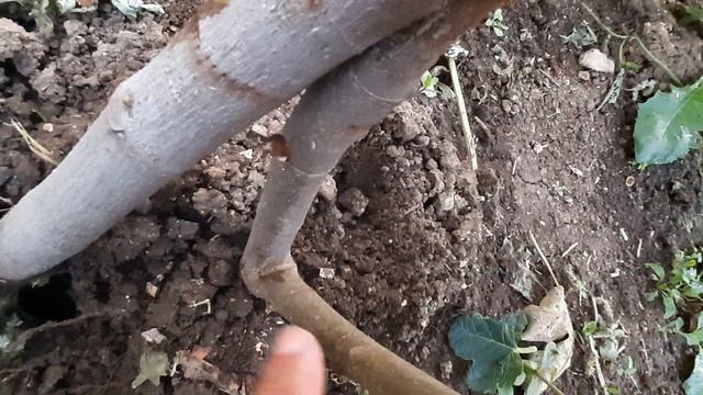 Вегетативный гибрид Далматский зеленый +Самаркандский смотреть онлайн