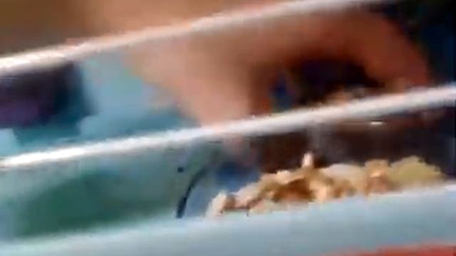 Что делать если хомяк сбежал?/ знакомство с моими хомячками смотреть онлайн