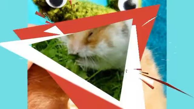 15 Фотографий хомячков |Veronika Play| смотреть онлайн