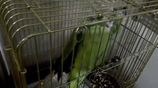 Желтолобый амазон смотреть онлайн