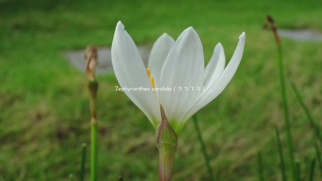 Zephyranthes candida / タマスダレ смотреть онлайн