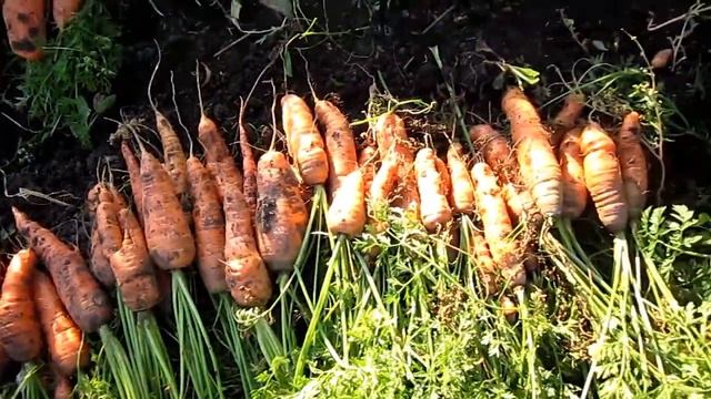 Убираю озимую и яровую морковь Результаты смотреть онлайн