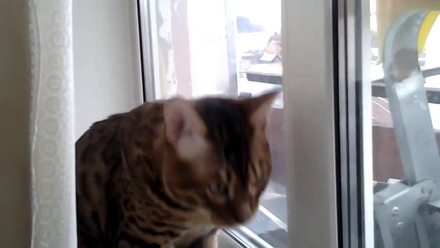 Чудо котик смотреть онлайн