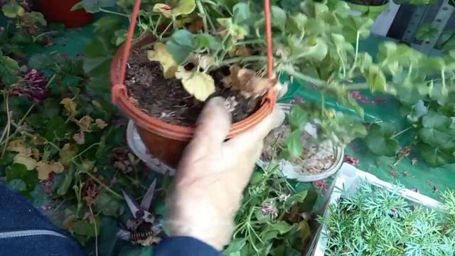 Пеларгония плющелистная: обрезка и выбор черенков для укоренения. смотреть онлайн