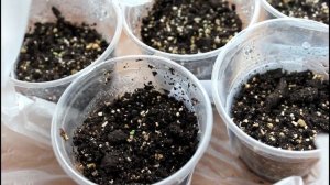 Кальцеолярия. Посев семян. Всходы.__Валентина Земскова.