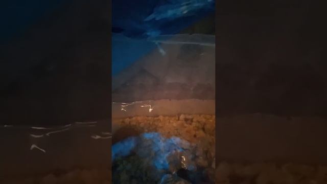 содержание речного рака дома кормежка распределение пола и повадки смотреть онлайн