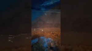 содержание речного рака дома кормежка распределение пола и повадки