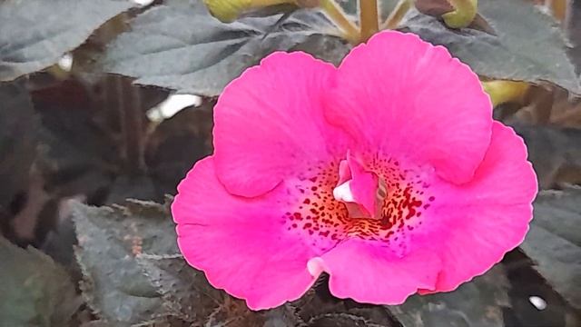 Цветут ахименесы. Краткий обзор. смотреть онлайн