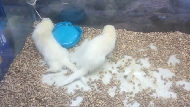 хорьки альбиносы смотреть онлайн