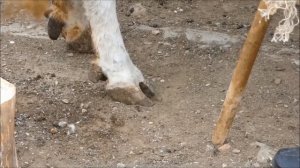 Как профессионально ветеринар обрезает отросшие копыта у коровы