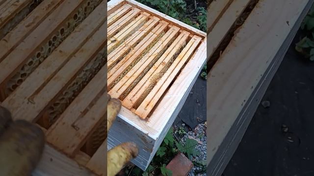 Плесень на потолке улья. Вентиляция. Сетчатое дно. Альпиец. смотреть онлайн