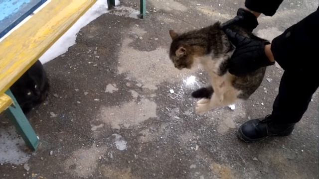 Весенний кот в руках