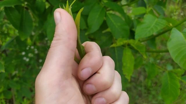 Защита грецкого ореха от болезней и отбеливание ядра препаратами. Эксперимент #1 Ошибки и результат смотреть онлайн