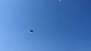 Николаевские голуби Донбасса в Белгороде