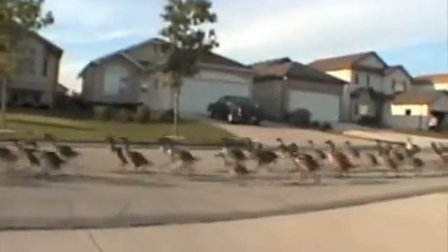 Гуси маршируют по улице смотреть онлайн