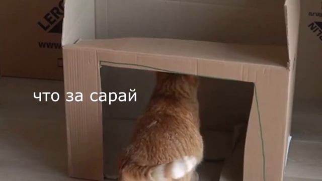 ? Тигра пердит 10 минут ? смотреть онлайн