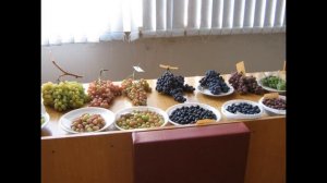 Красохина СИ, Хисамутдинов АФ -  виноград, виноградарство, презентация