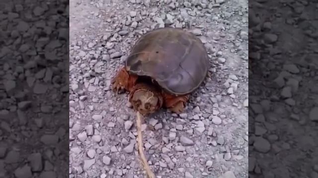 Черепаха убийца! смотреть онлайн