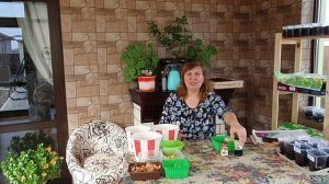 ПРОТИВ БОЛЕЗНЕЙ И ВРЕДИТЕЛЕЙ. БЕРЕЗОВЫЙ ДЕГОТЬ ДЛЯ САДА И ОГОРОДА