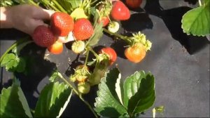 ФЕРНАНДО -  поздний сорт клубники со сладкими ягодами.