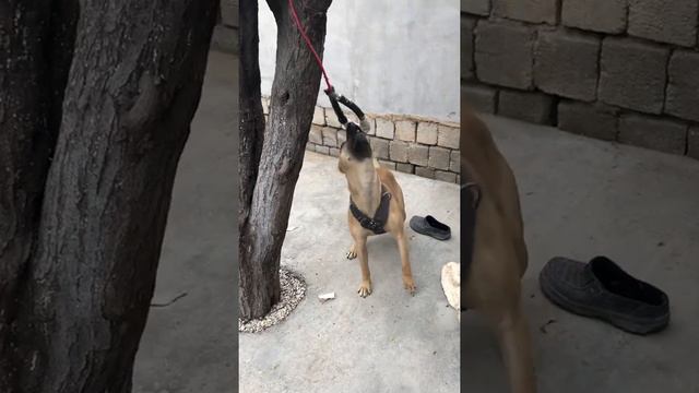 Питбуль бастард смотреть онлайн