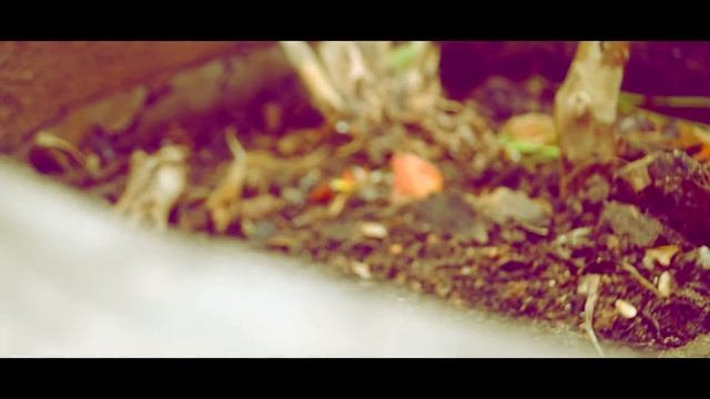 Nikon D3100 video test смотреть онлайн