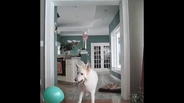 White Shepherd Barking at Balloons смотреть онлайн