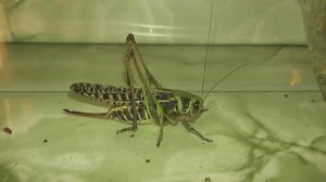 ИНСЕКТАРИЙ: 33. Кузнечик Серый (Decticus verrucivorus)