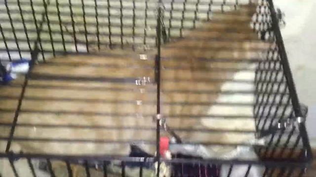 Копия видео Кот в клетке смотреть онлайн