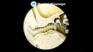 Сенсорные системы организма, чувства человека. Физиология, органы, отделы и строение