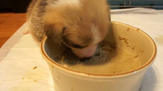 Корги кушает. Щенок корги ест вкусняшки смотреть онлайн