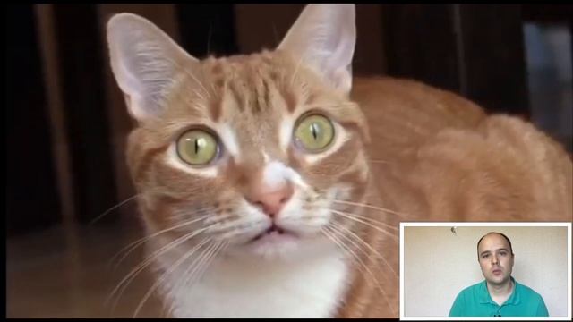 Нужно ли выгуливать кошку? Почему нельзя выпускать кошек на улицу смотреть онлайн