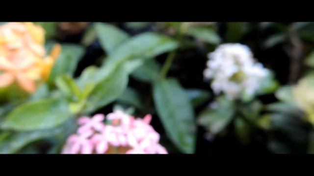 CINEMATIC Bunga Pake Camera Nikon Coolpix p510 смотреть онлайн
