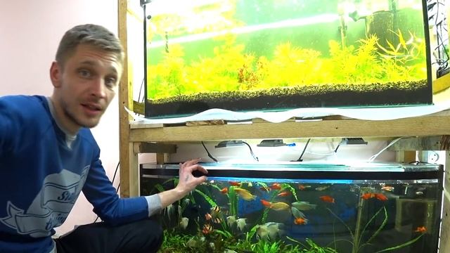 Как я сейчас делаю подмены воды в аквариуме смотреть онлайн