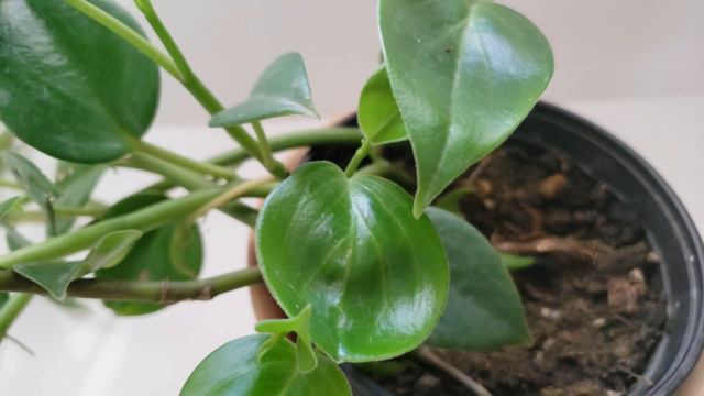 PEPEROMIAS| How I care for Peperomias |Peperomia Care Tips смотреть онлайн