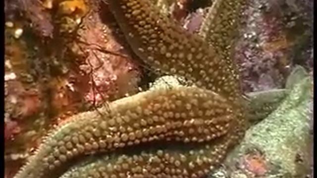 PK MARINE INVERTS echinoderms.mov смотреть онлайн