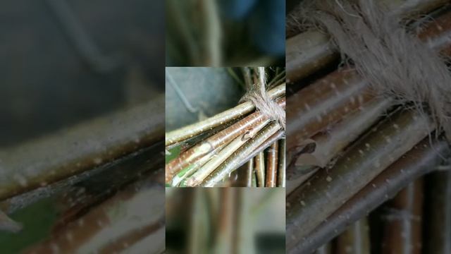 Вяжем березовый веник шпагатом. смотреть онлайн