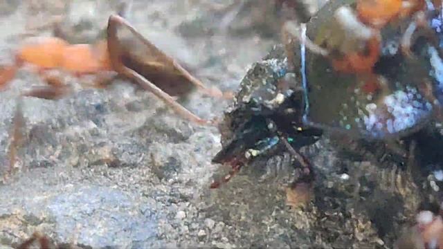 ANTS vs BUG смотреть онлайн