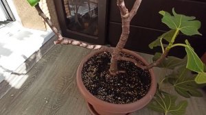 ОБРЕЗКА ИНЖИРА