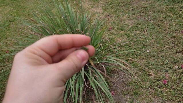 Панама I Пашем на даче I Как мы поймали змею смотреть онлайн