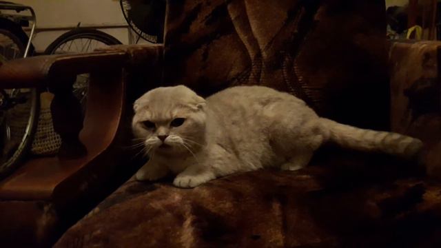 В кошку вселились бесы смотреть онлайн