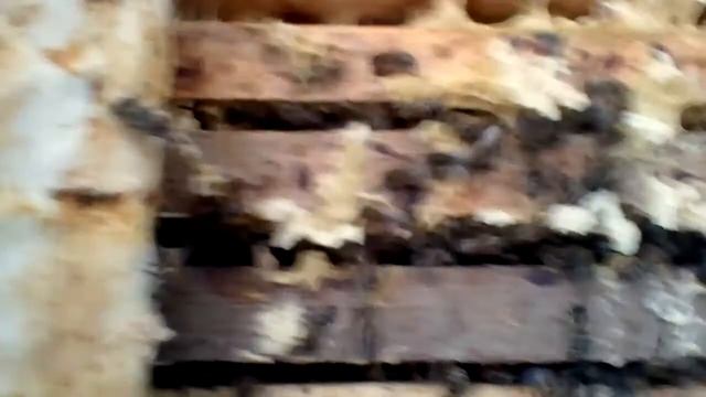 Есть ли расплод в Феврале? Расплод есть корма то же хватает.зимовка продолжается . смотреть онлайн