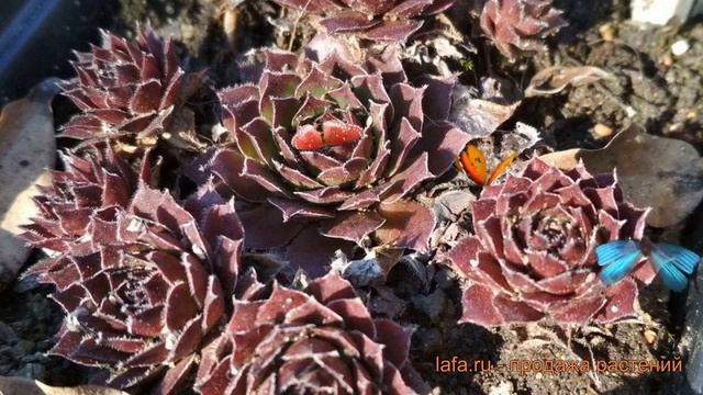 Молодило обыкновенный Фидель (sempervivum fidel) ? Фидель обзор: как сажать, саженцы молодила Фидел смотреть онлайн