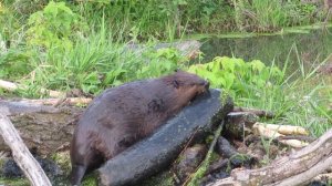 Сверхсила Бобра, перемещение толстого ствола дерева на плотину.mp4