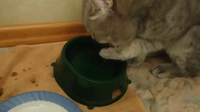 Кот необычно пьет воду. смотреть онлайн